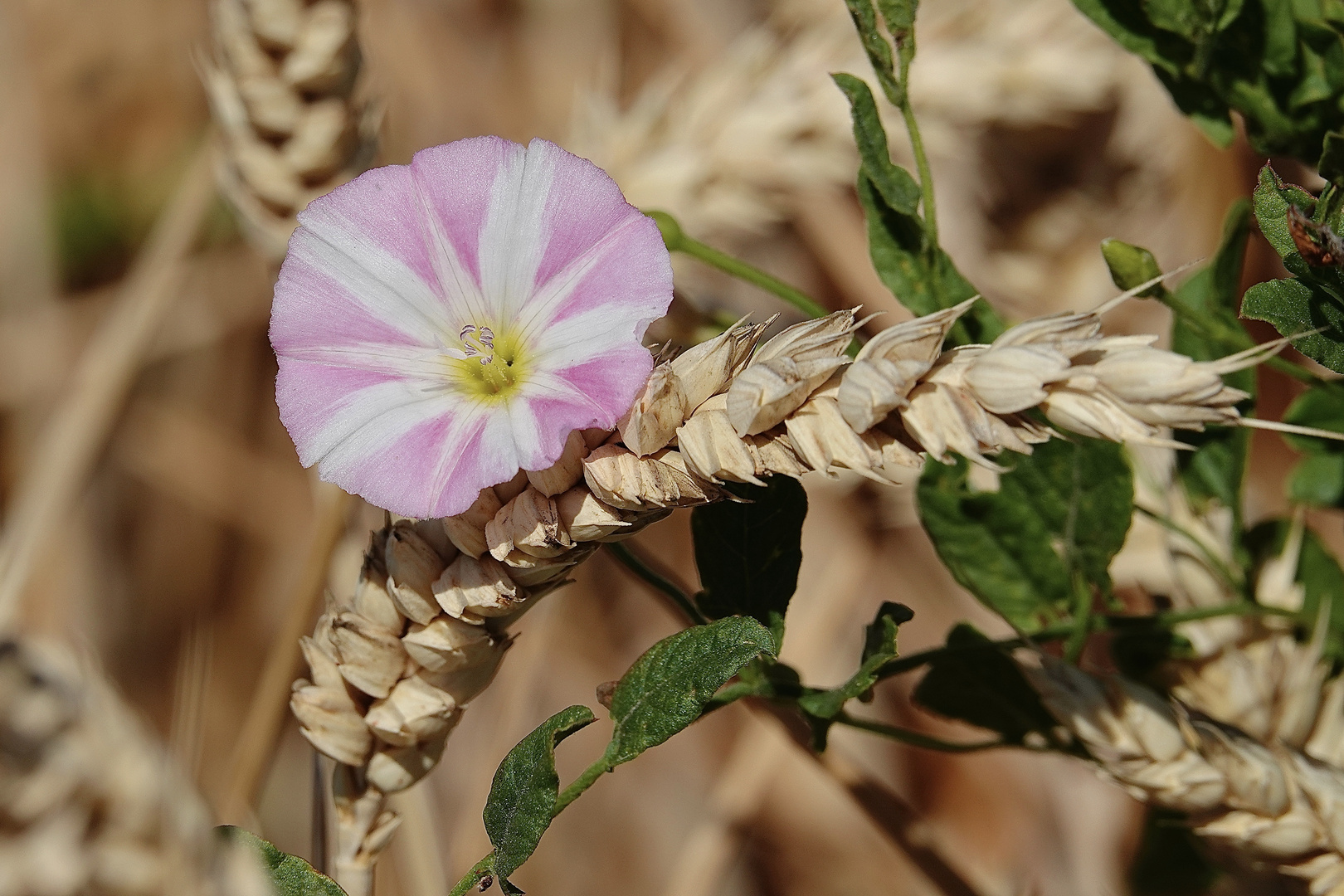 WICKENBLUME im Getreide