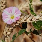 WICKENBLUME im Getreide