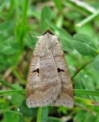 Wickeneule Lygephila pastinum