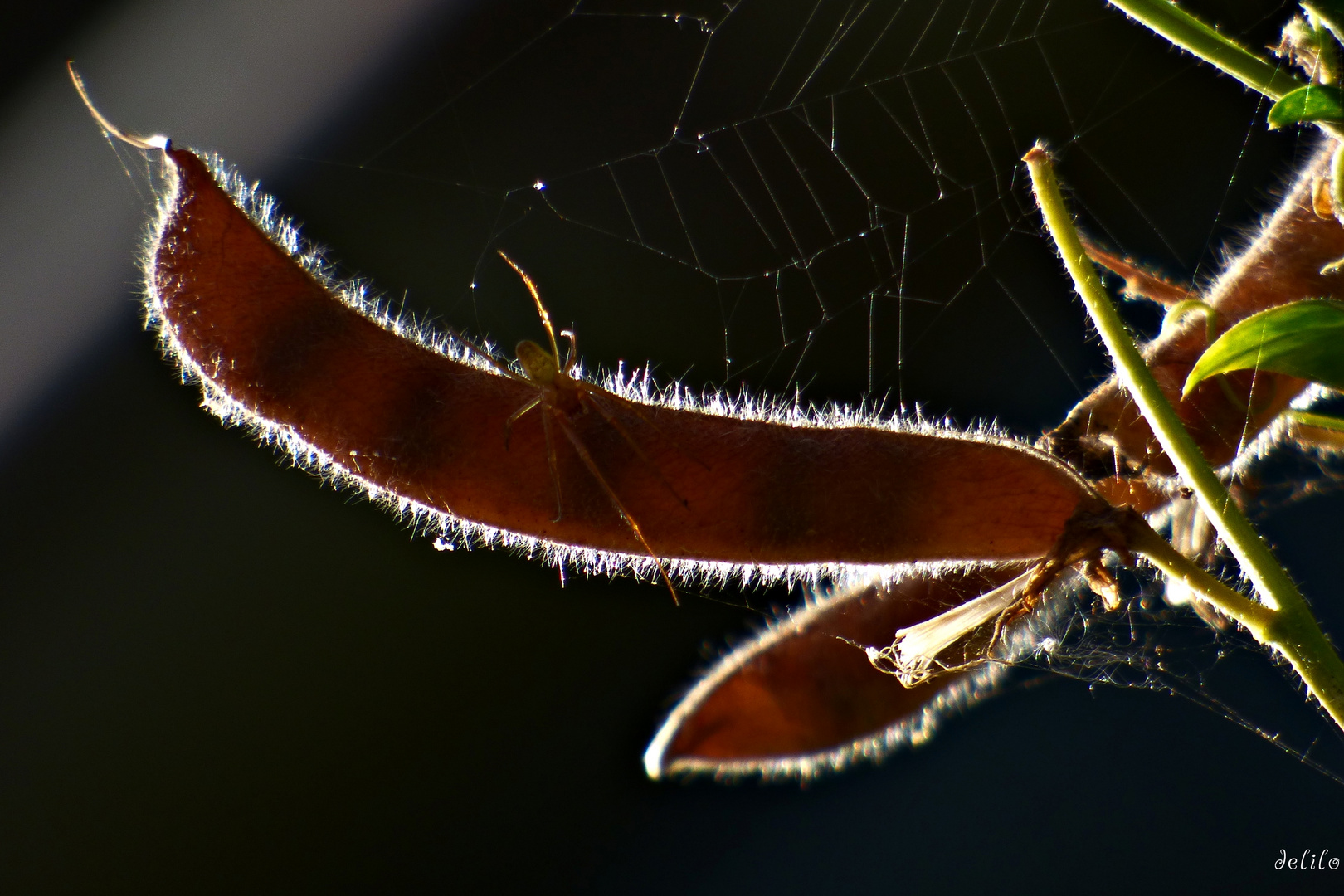 Wickenschoten mit Spinne - im Gegenlicht