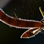 Wickenschoten mit Spinne - im Gegenlicht