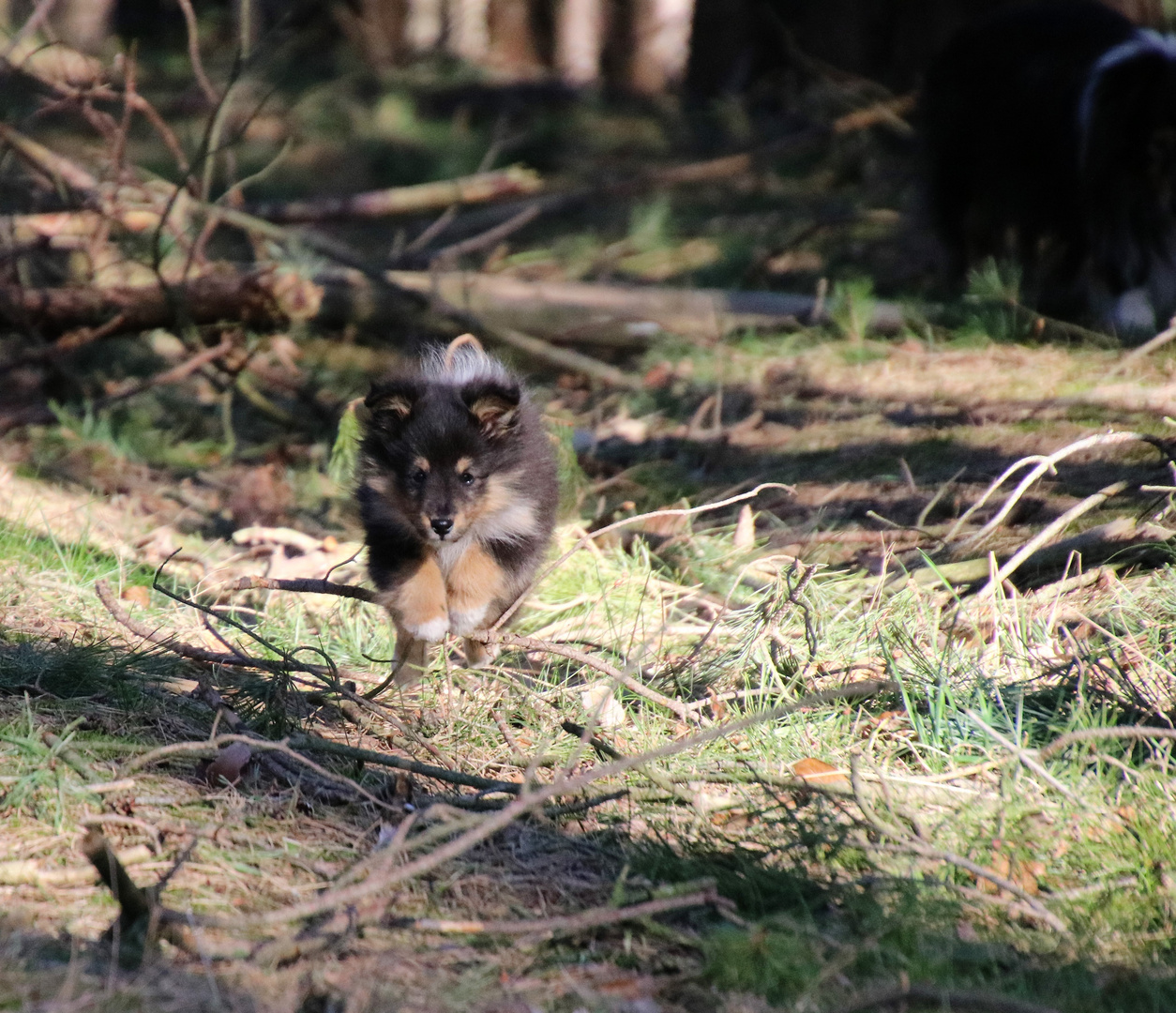 Wickie beim Waldspaziergang.