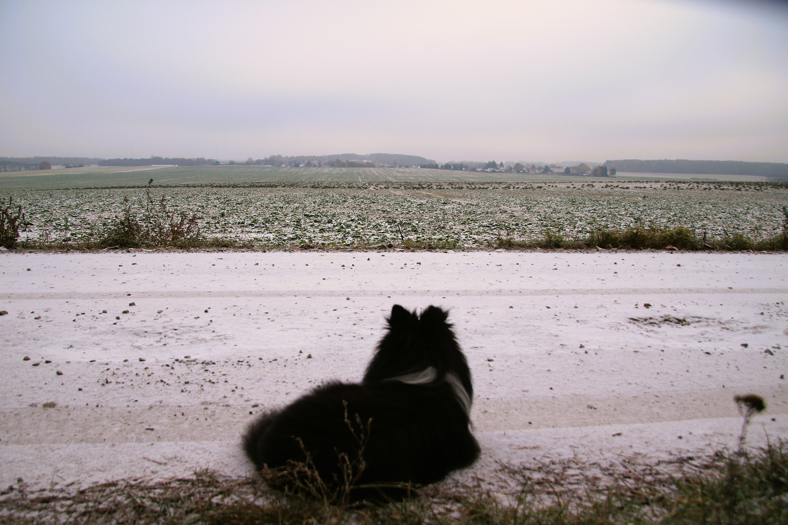 Wickie hat die Gänse voll im Blick