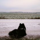 Wickie hat die Gänse voll im Blick