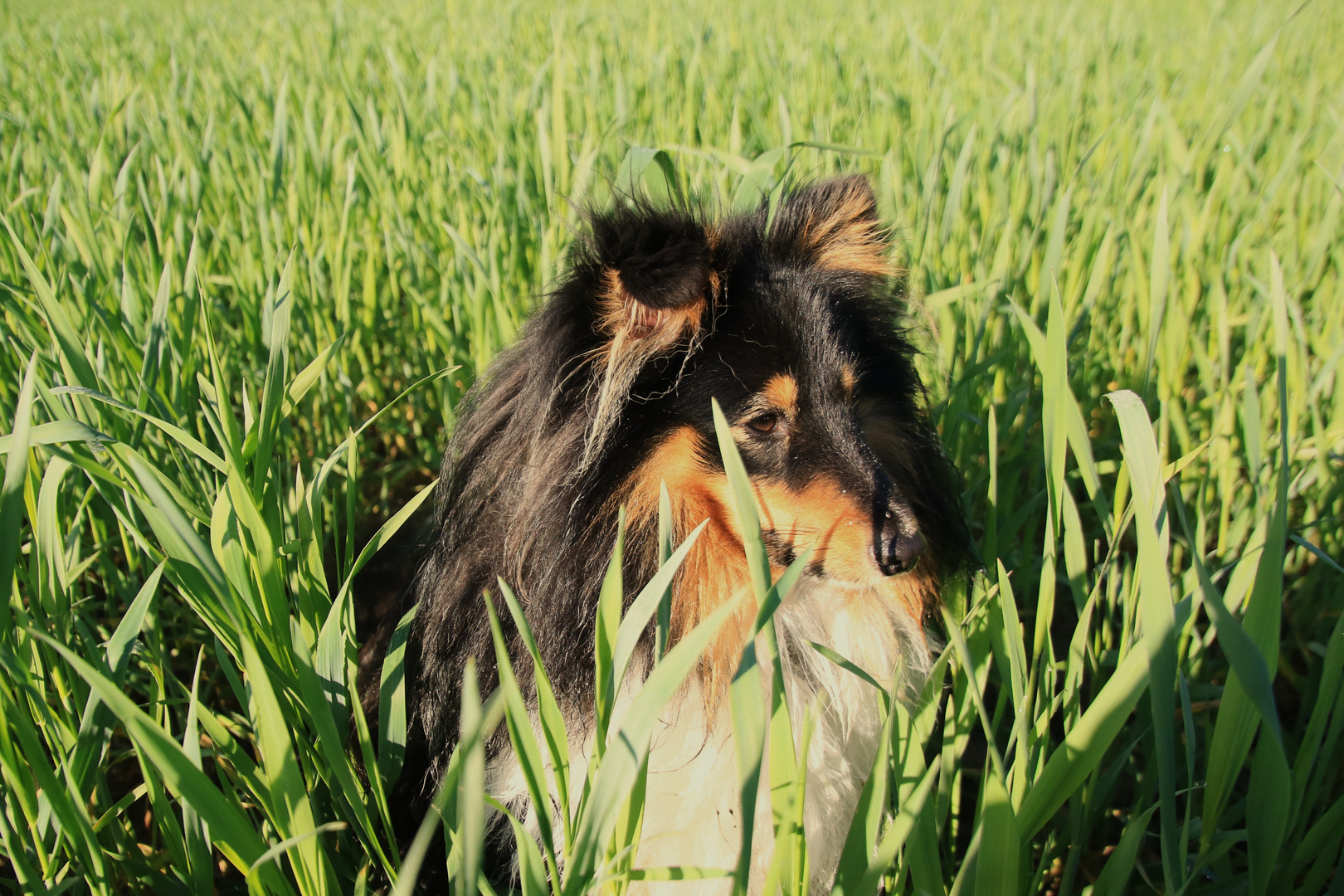 Wickie im Getreidefeld