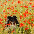 Wickie im Mohn