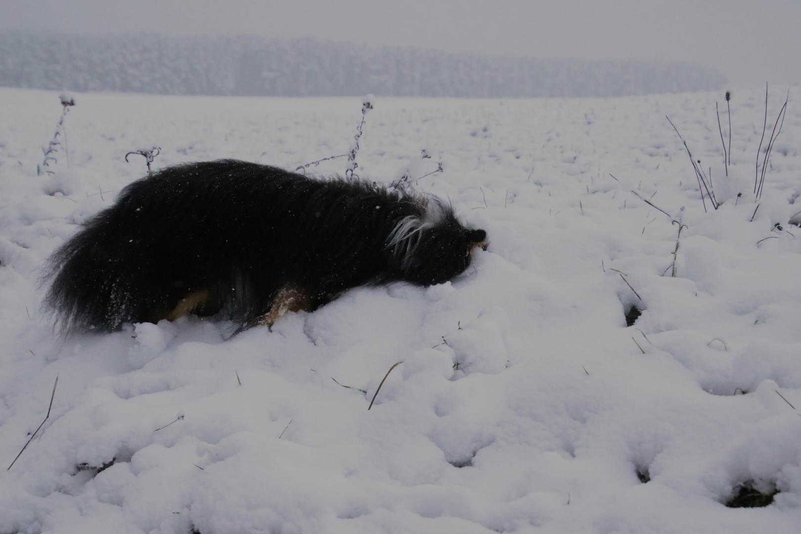 Wickie im Schnee