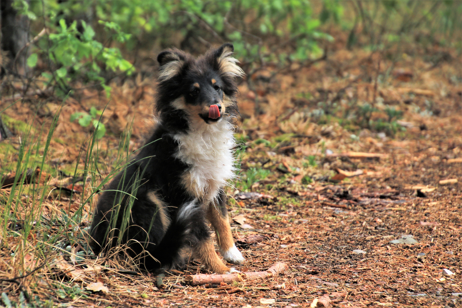 Wickie im Wald