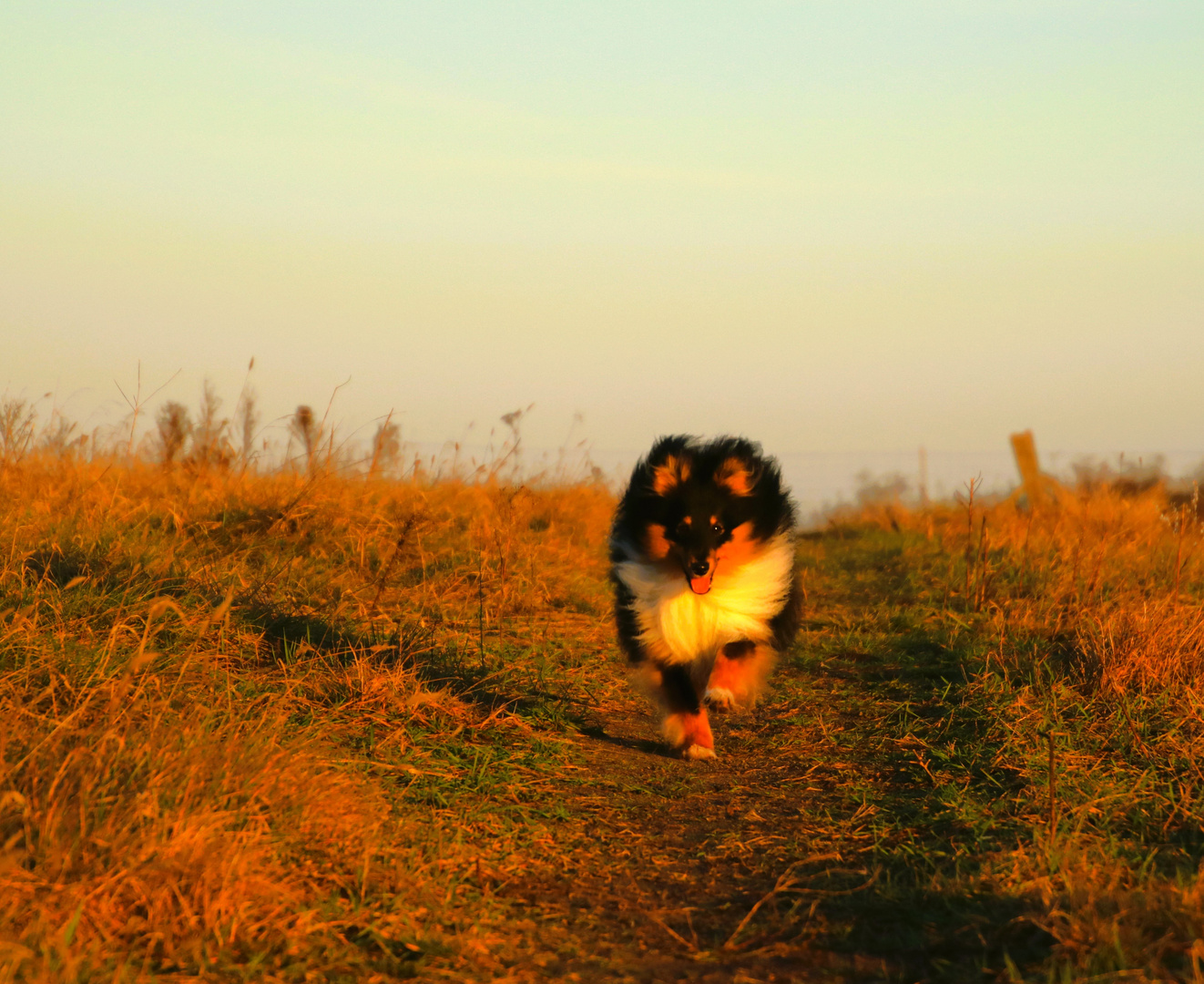 Wickie in der Morgensonne