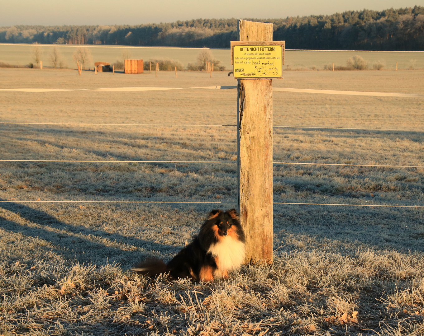 Wickie und das Schild