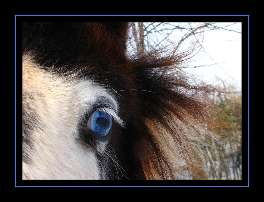 Wickie´s blue eye