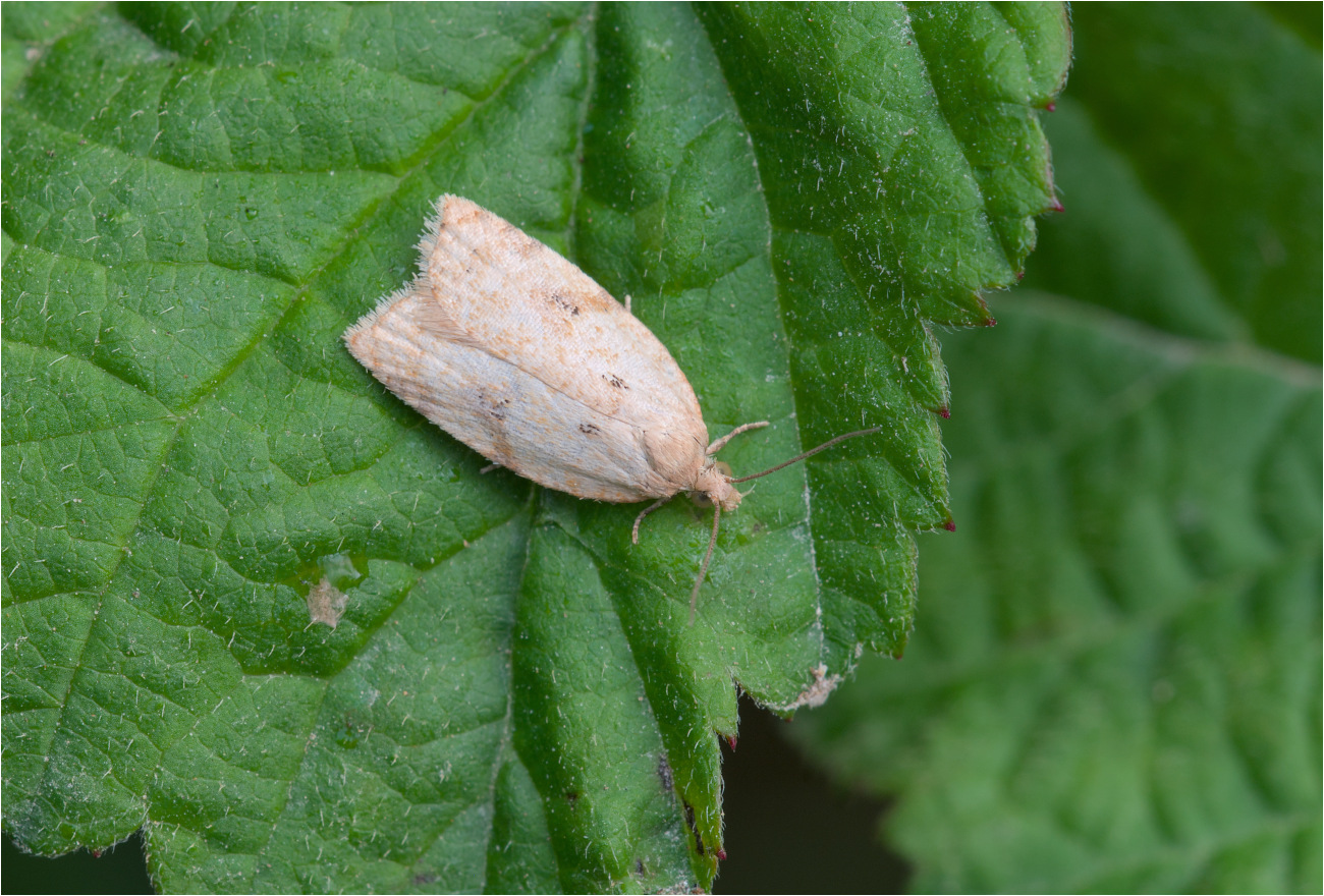 Wickler (Acleris notana / ferrugana)