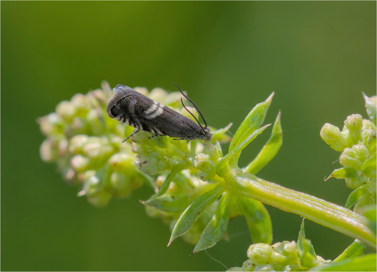 Wickler (Cydia pallifrontana?)