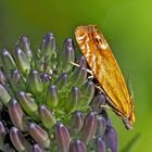  Wickler: Lathronympha strigana * - Un papillon de nuit.