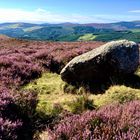 Wicklow Way Irland