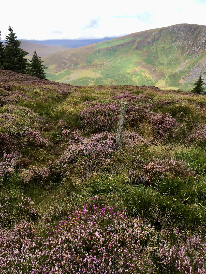 Wicklow Way Irland