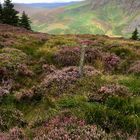 Wicklow Way Irland