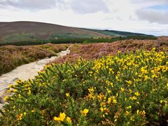 Wicklow Way mit Stechginster und Heide