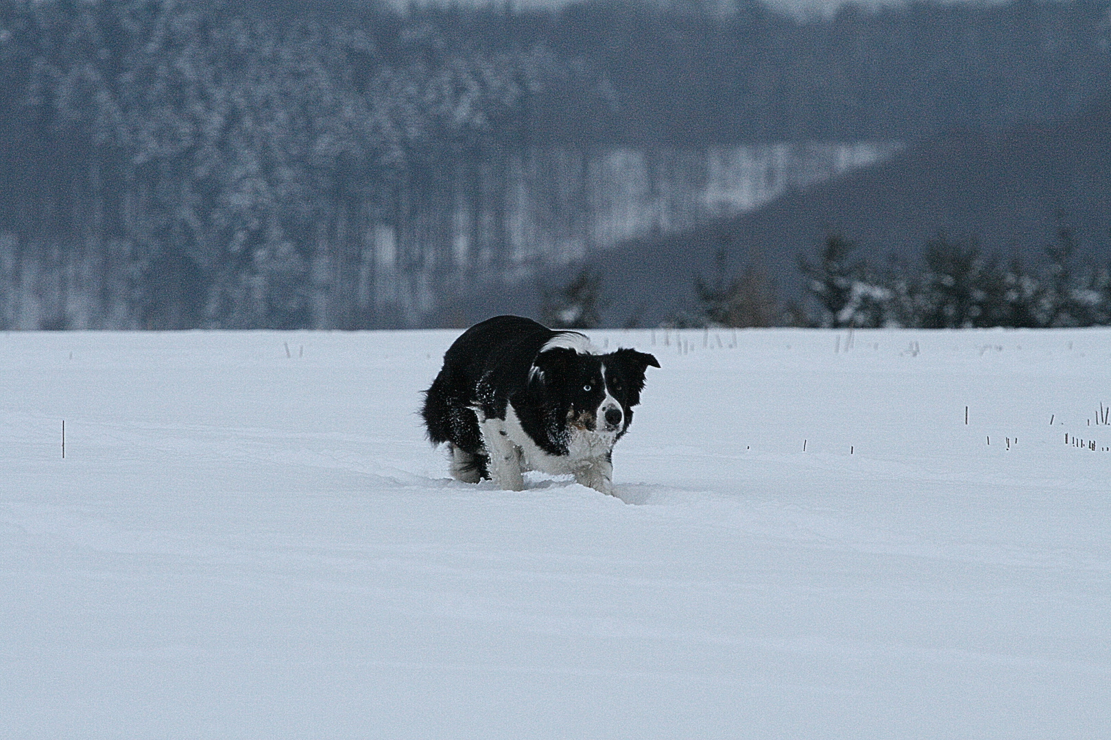 Wicky bei der Arbeit im Winter