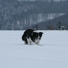 Wicky bei der Arbeit im Winter