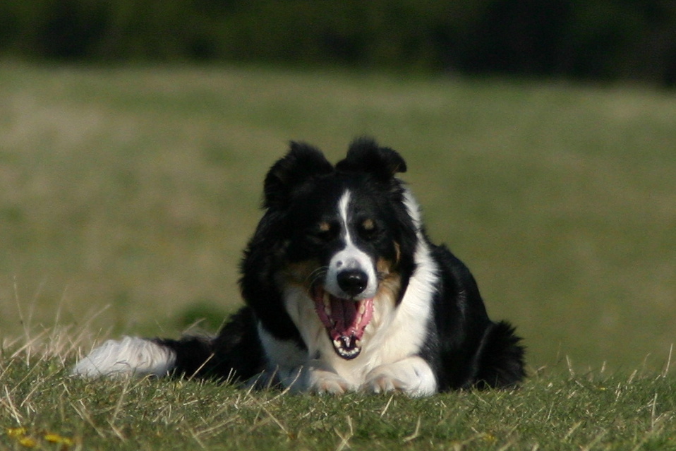 Wicky - Border Collie langweilt sich...