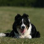 Wicky - Border Collie langweilt sich...