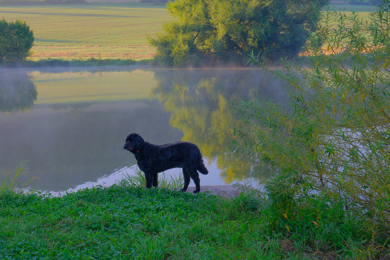 Wicky-Emily am Morgen am See