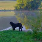 Wicky-Emily am Morgen am See