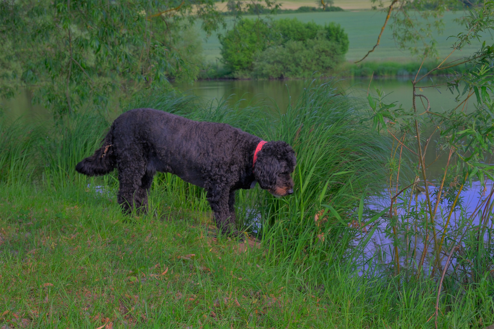 Wicky-Emily am See