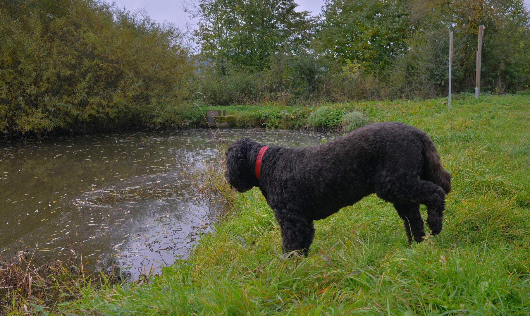 Wicky-Emily am See (Wicky-Emily en el lago)