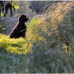 Wicky-Emily am See (Wicky-Emily en el lago)