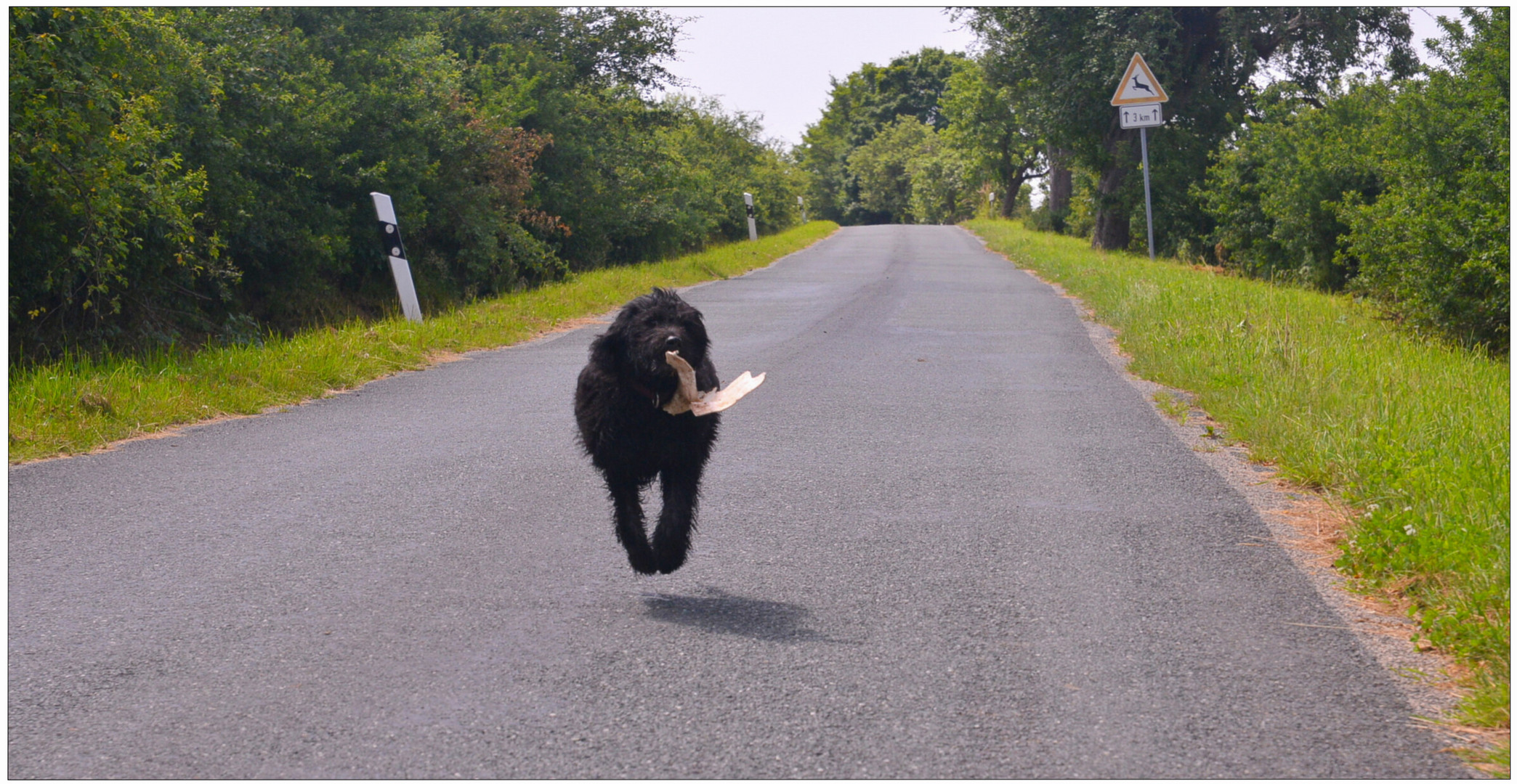 Wicky-Emily auf dem Weg nach Hause (Wicky-Emily en el camino a casa)