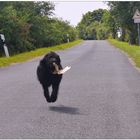 Wicky-Emily auf dem Weg nach Hause (Wicky-Emily en el camino a casa)