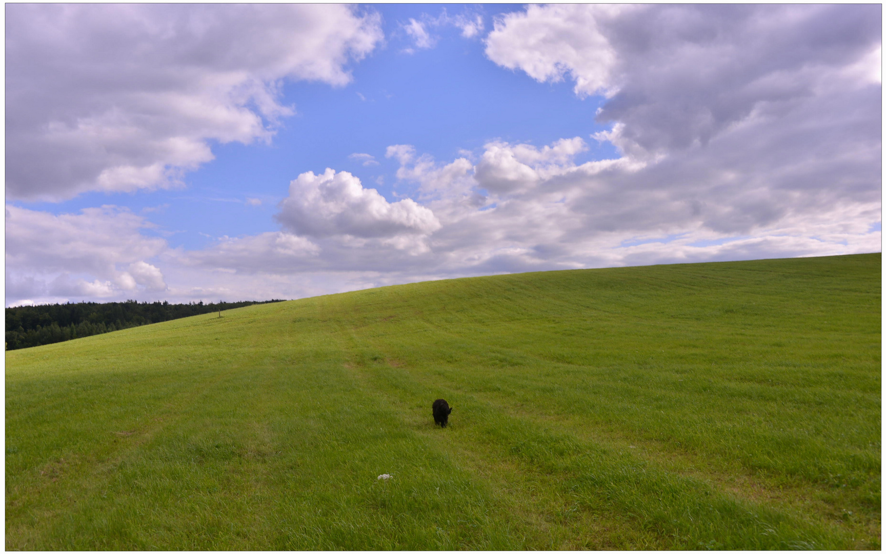 Wicky-Emily auf dem Weg... (Wicky-Emily en camino...)