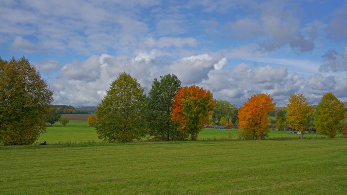Wicky-Emily auf mich wartend auf dem Weg zum See