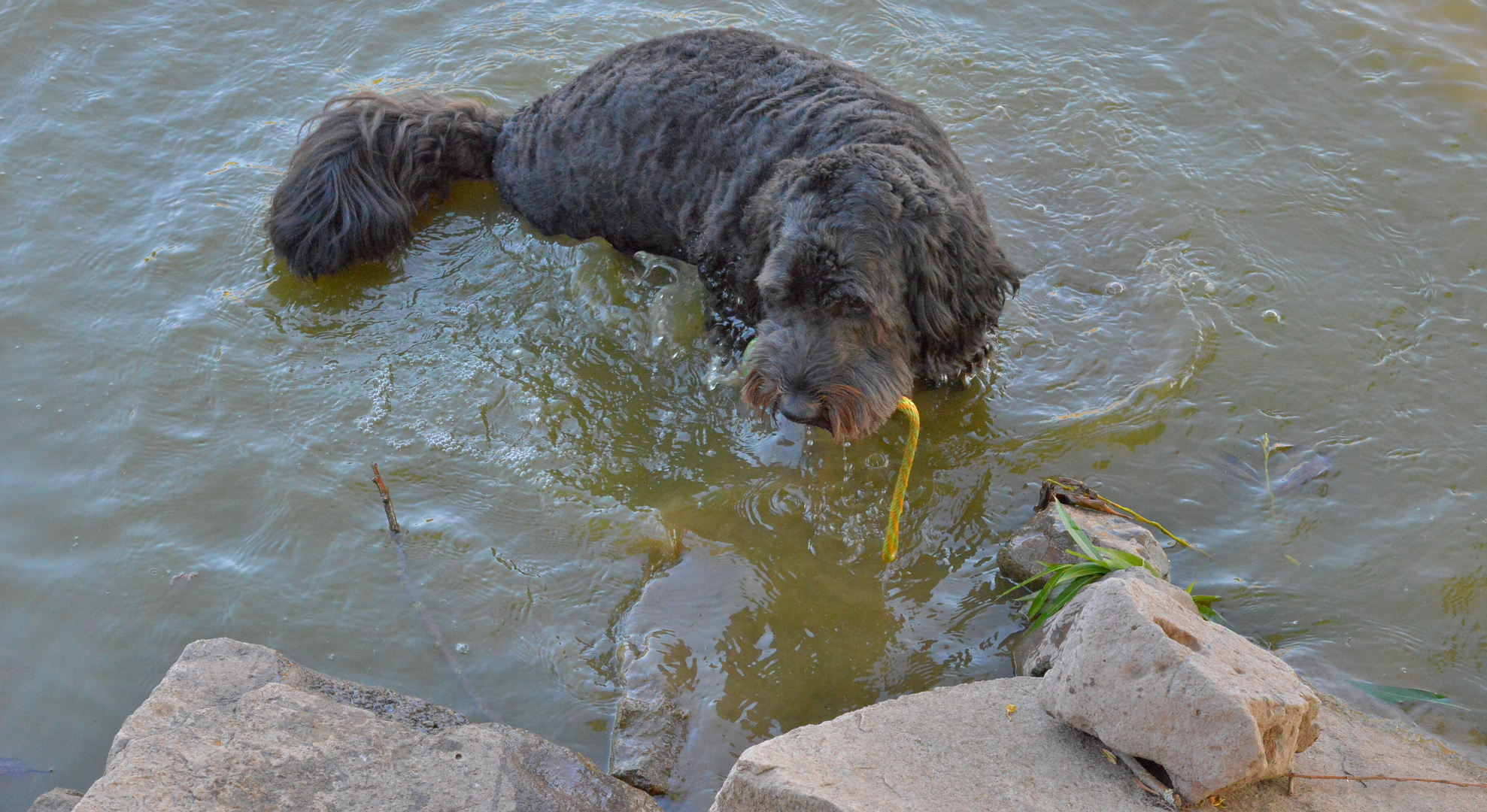 Wicky-Emily beim Baden (Wicky-Emily tomando un baño))