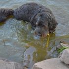 Wicky-Emily beim Baden (Wicky-Emily tomando un baño))