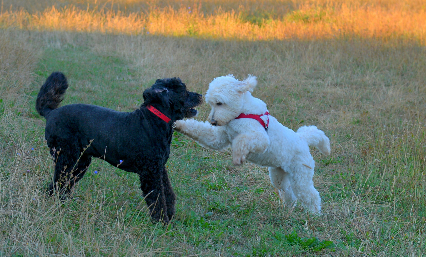 Wicky-Emily beim Spiel mit ihrer Freundin Ella (Wicky-Emily jugando con su amiga Ella)