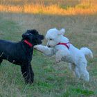 Wicky-Emily beim Spiel mit ihrer Freundin Ella (Wicky-Emily jugando con su amiga Ella)