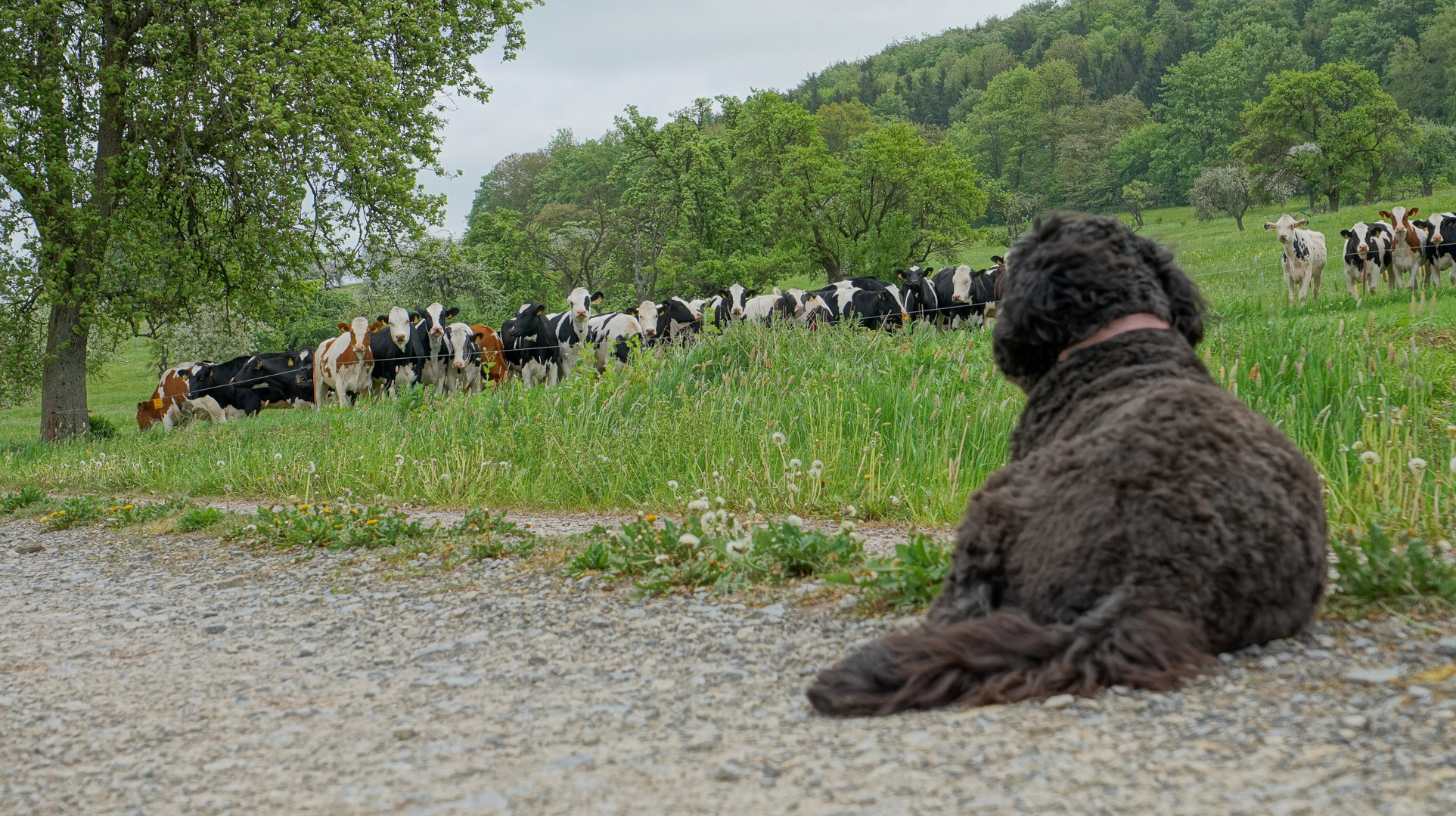 Wicky-Emily beobachtet die Kühe (Wicky-Emily está observándoles a las vacas) 