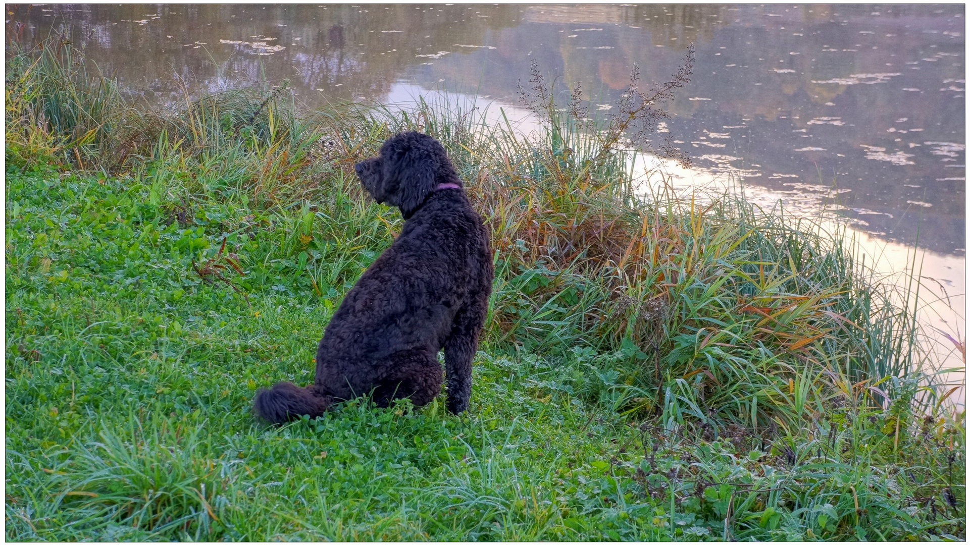 Wicky-Emily esta mañana en el lago (Wicky-Emily heute Morgen am See)