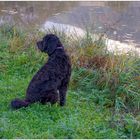 Wicky-Emily esta mañana en el lago (Wicky-Emily heute Morgen am See)