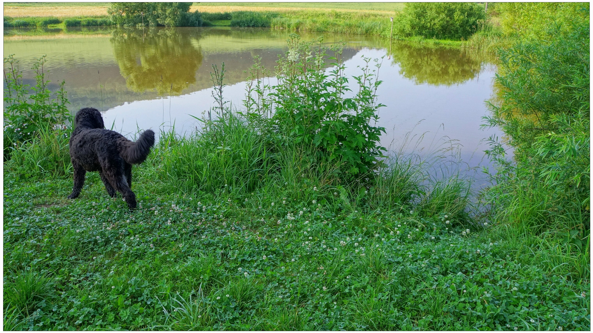 Wicky-Emily esta mañana en el lago (Wicky-Emily heute morgen am See)