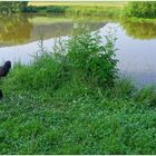 Wicky-Emily esta mañana en el lago (Wicky-Emily heute morgen am See)