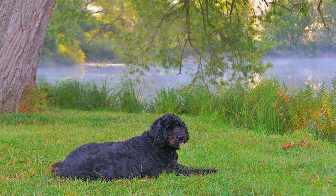 Wicky-Emily genießt die morgendliche Ruhe am See