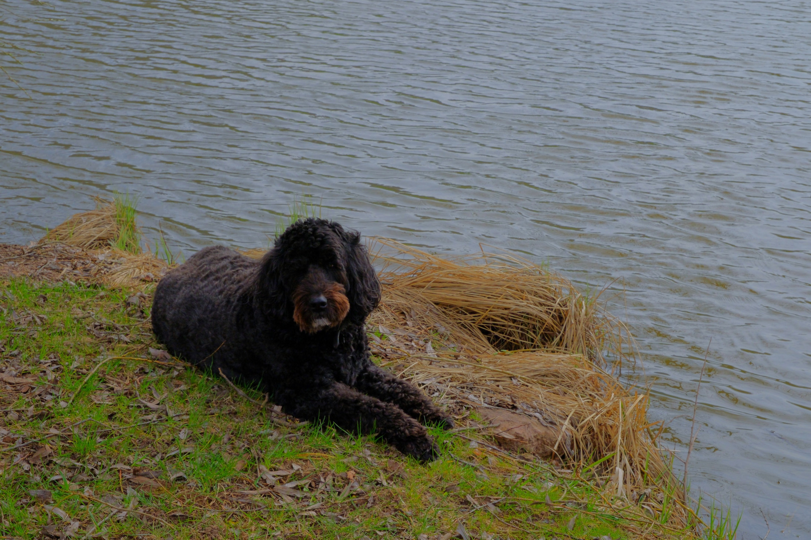 Wicky-Emily genießt die Ruhe am See