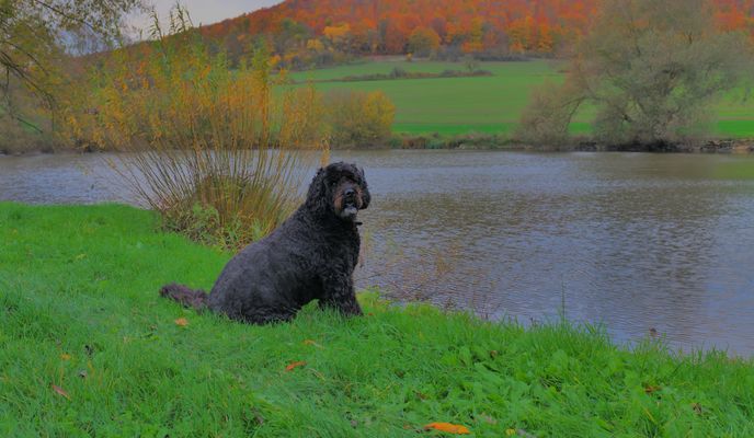 Wicky-Emily heute am See...