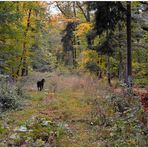 Wicky-Emily im Herbstwald (Wicky-Emily en el bosque otoñal)