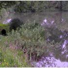 Wicky-Emily, jugando en el lago (beim Spielen am See)