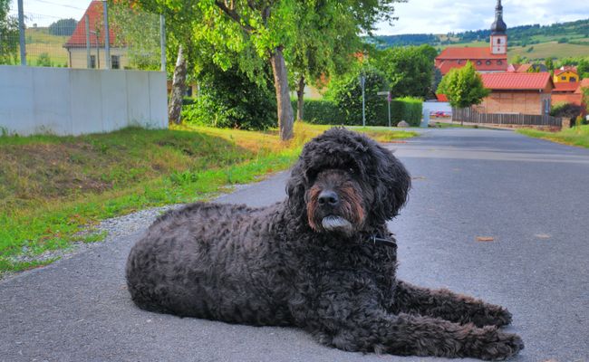 Wicky-Emily läuft nicht mehr so weit